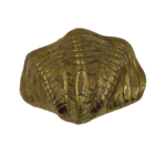 Brass Clam Shell Figurine