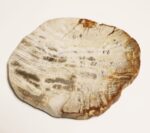 Petrified Wood Coaster Beige - Image 2