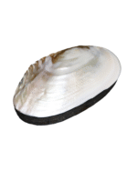 Shell Jewelry Box - Natural