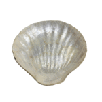 Shell Capiz Serving Plate - Natural